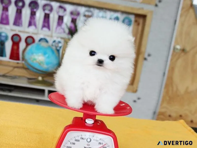 Micro Teacup Pomeranian Puppies for sale