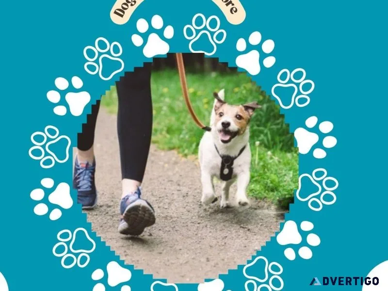 Expert Dog Walking Services Mysore