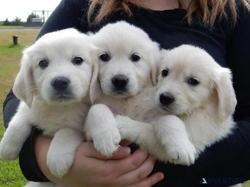 Healthy Golden Retriever Pups