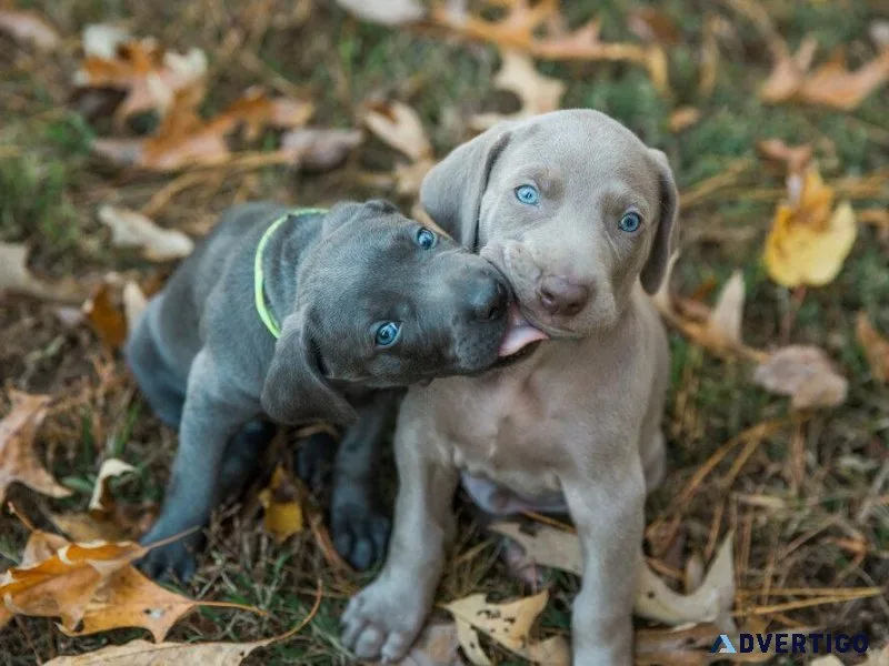 Cute weimaraner puppies