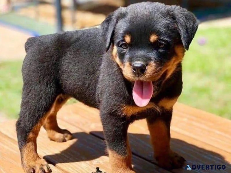 Active Rottweiler Pups