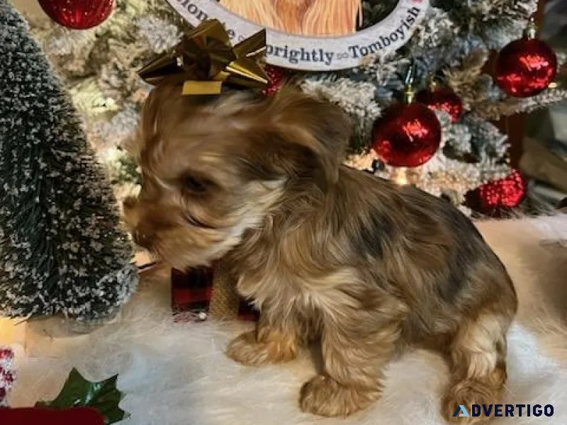 Re homing tiny Yorkie puppies