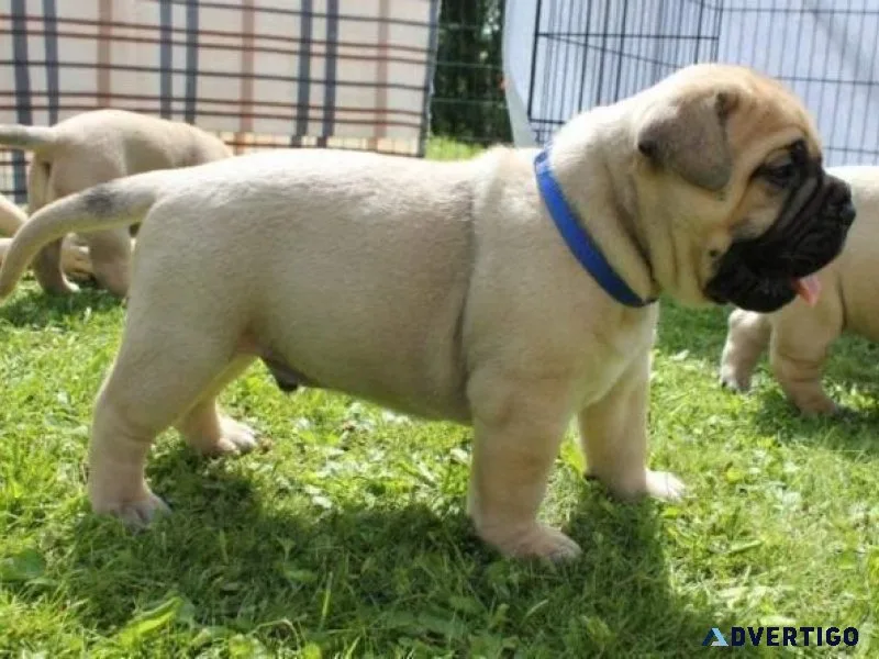 Charming Bull Mastiff Pups