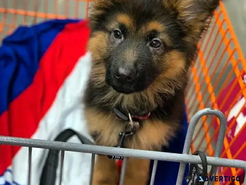 Trained German Shepherd Pups