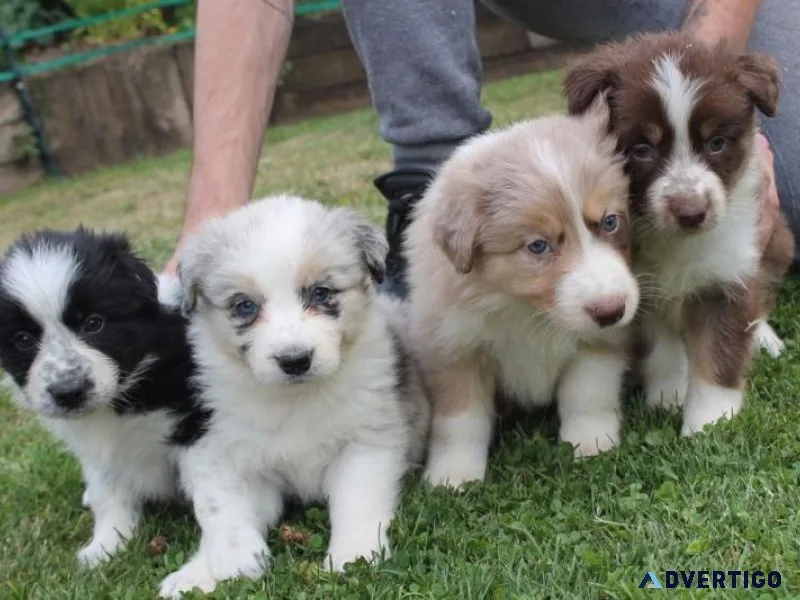 Lovely Border Collie Pups