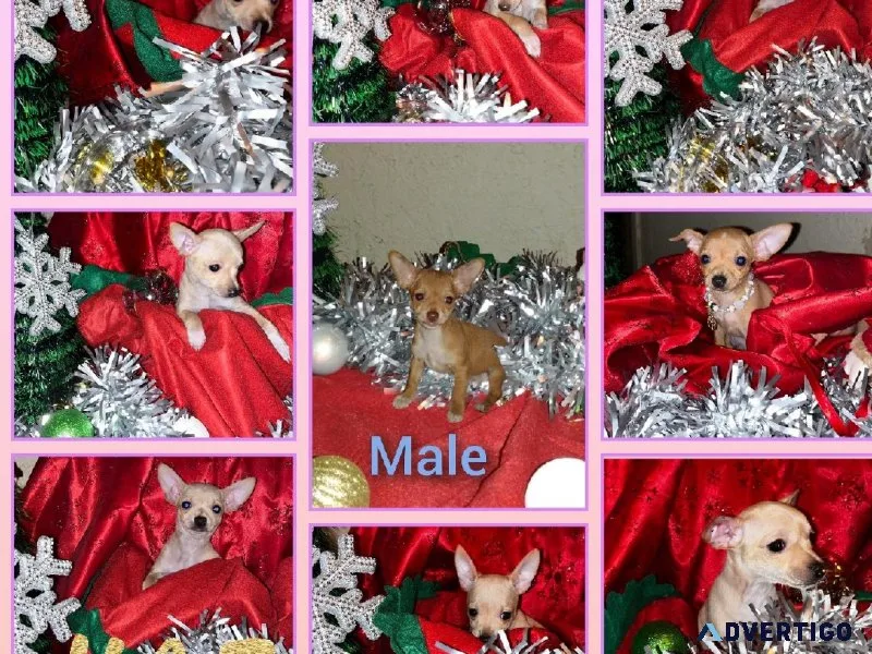 Beautiful Teacup Chihuahua Puppies