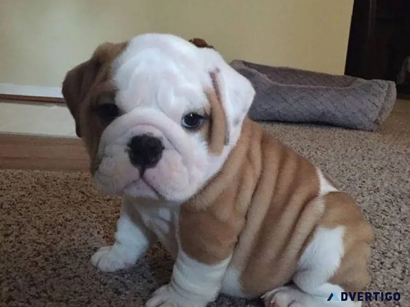 Adorable English Bulldog Pups