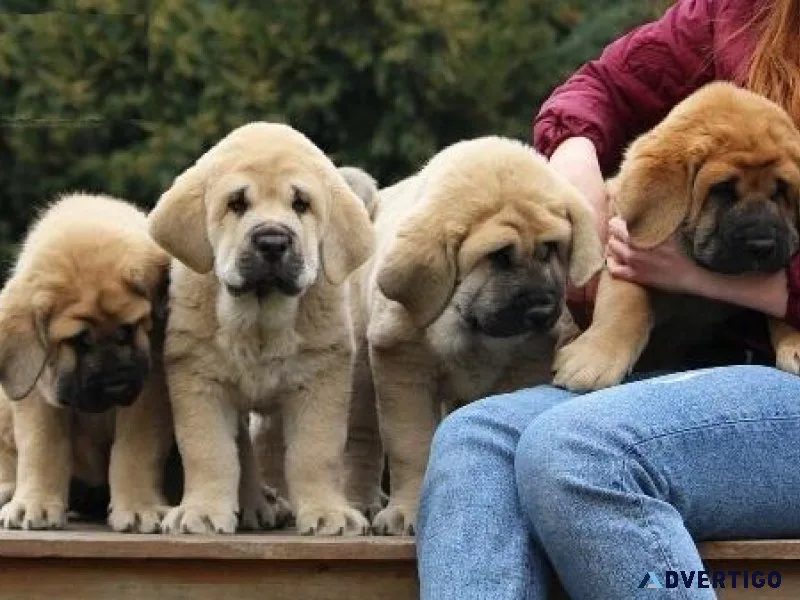 Spanish Mastiff Pups