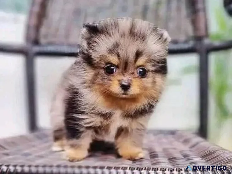 Healthy Pomeranian Pups