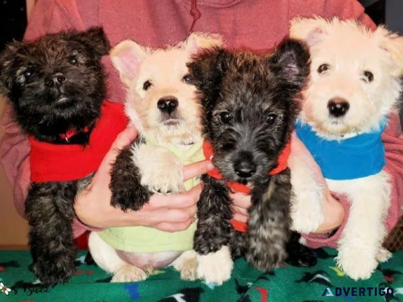 Cute Scottish Terrier Pups
