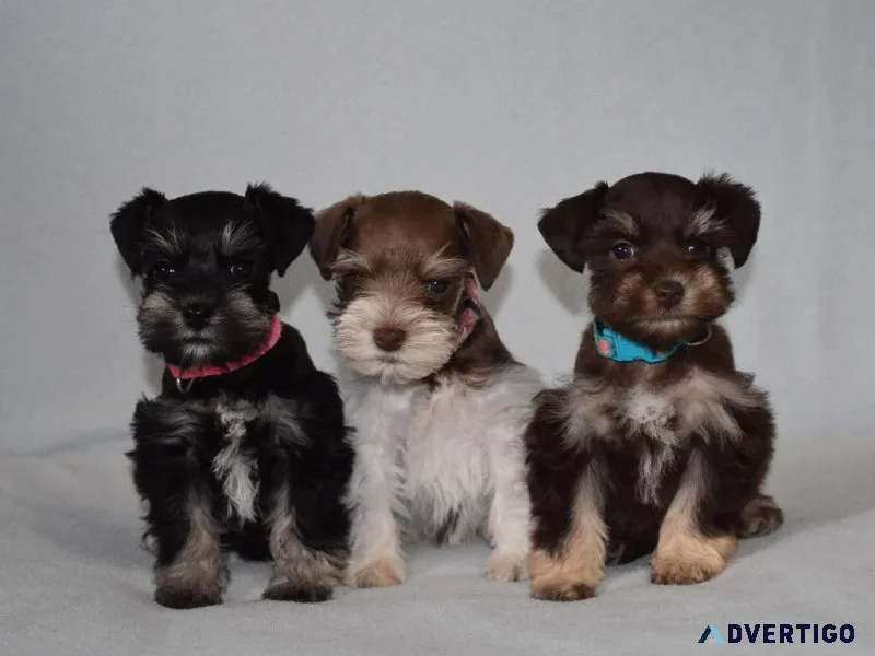 Lovely Schnauzer Pups