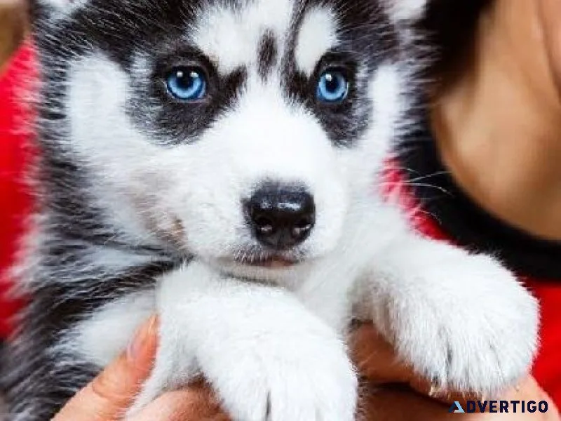 Charming Siberian Husky Pups