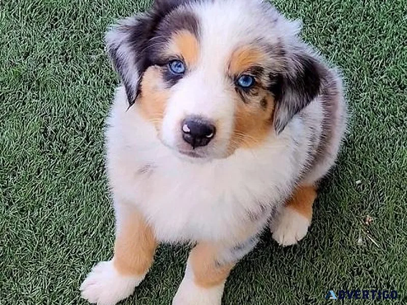 Jovial Australian Shepherd Pups