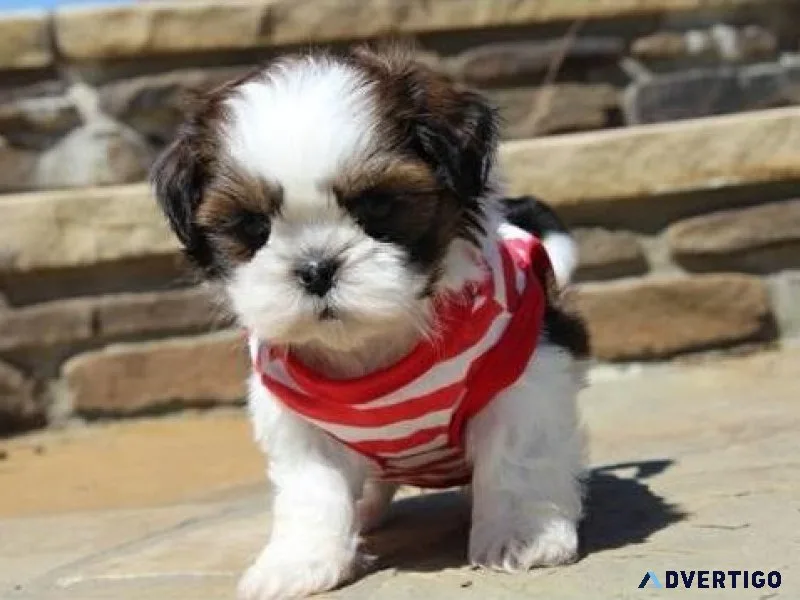 Mini Shih Tzu Pups