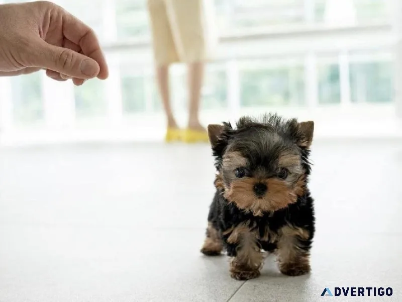 Quality Tcup Yorkie Pups