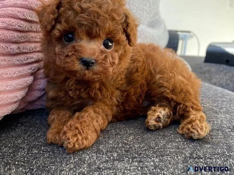 Cute Red Poodle Pups