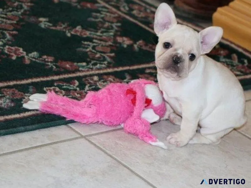 Beautiful French Bulldog puppies for sale