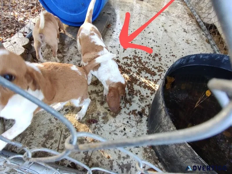 AKC Beagle puppies