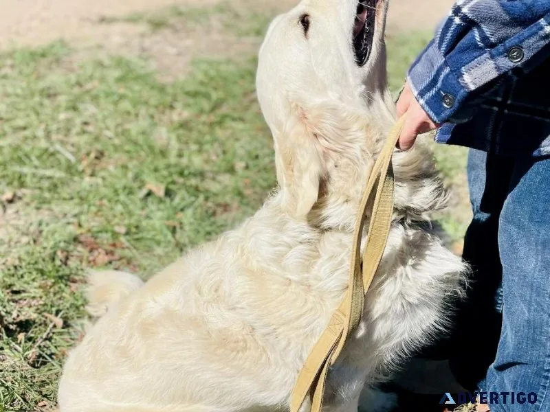 English Cream Golden Retriever