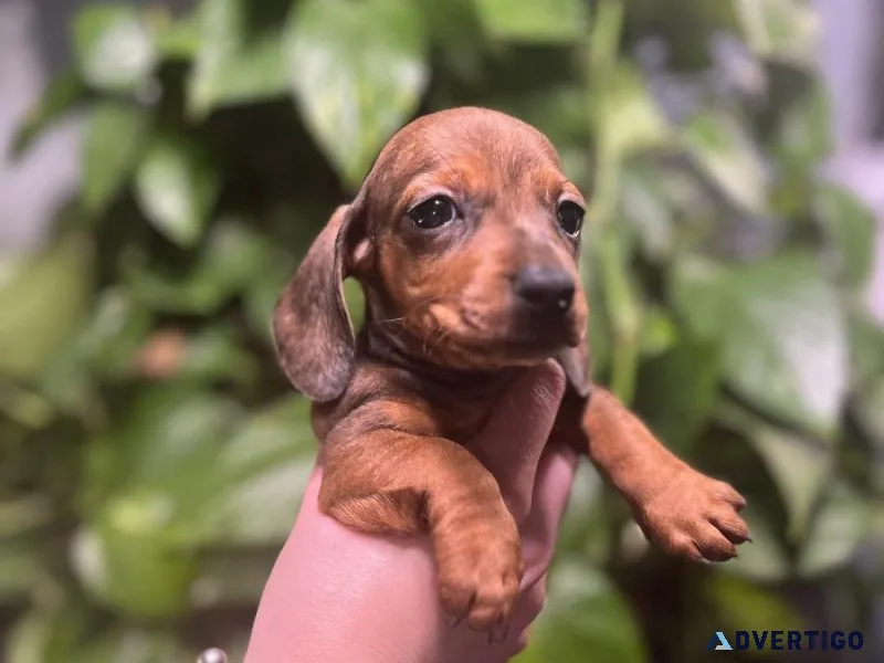 mini dachshunds