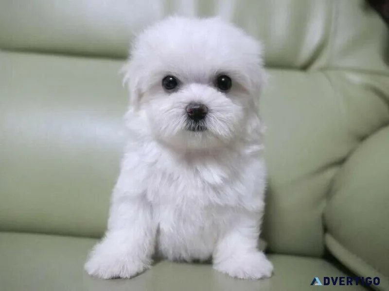 Tiny Maltipoo Puppies