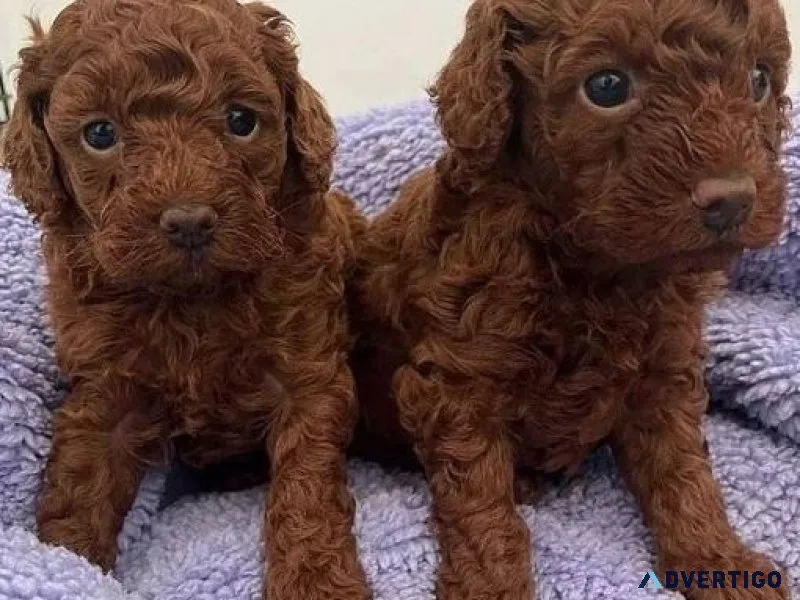 Tiny Red Poodle Puppies