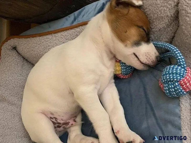 Pet for your comfort