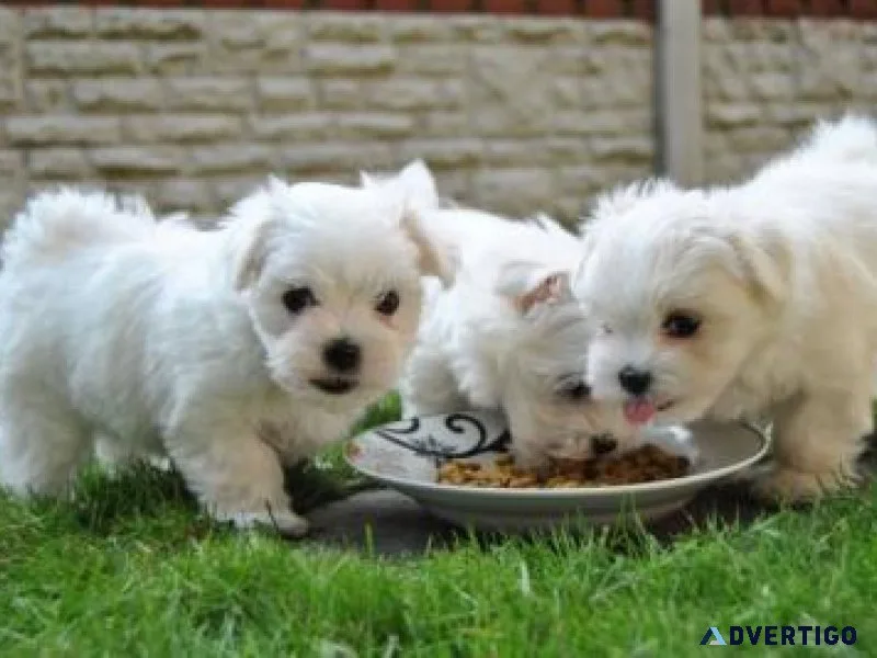 FFFD outstanding Maltese puppies