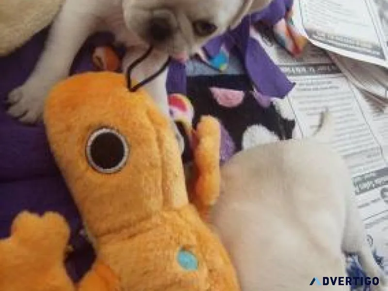 DFDF VV Cute Healty pug pups available