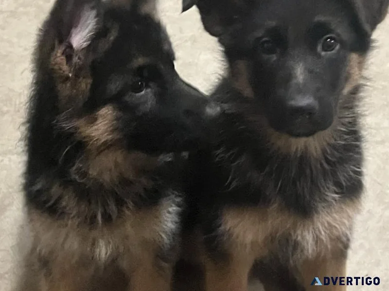 cute german shepherd
