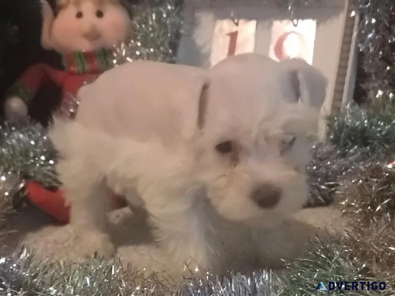 Gorgeous Mini Schnauzer babies