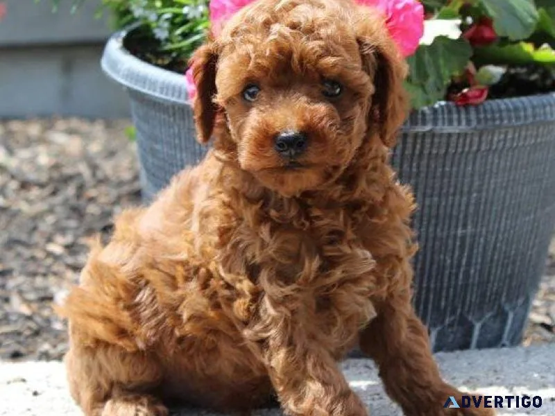 Healthy Toy Poodle puppies for sale.
