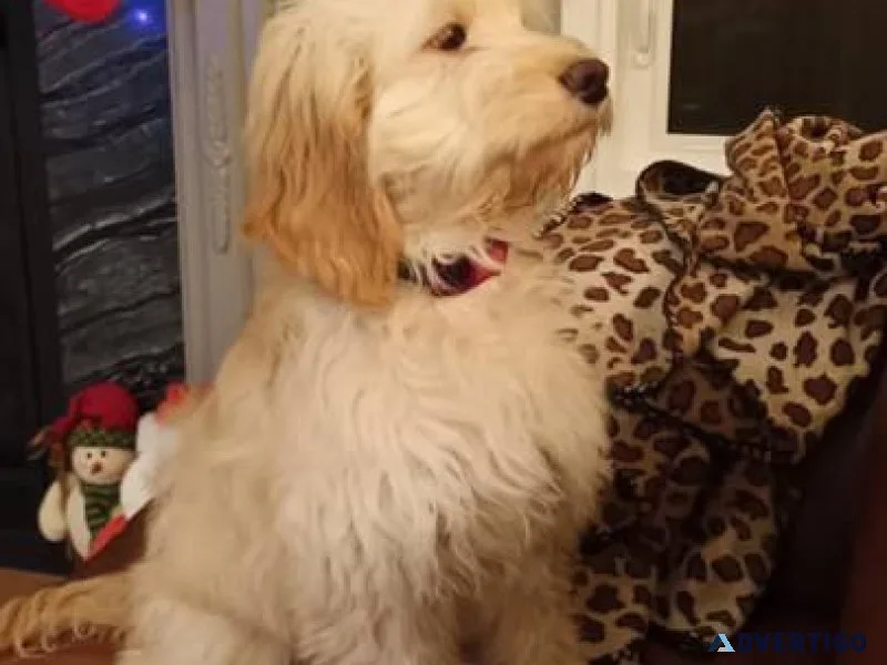 Cockapoo puppy for sale