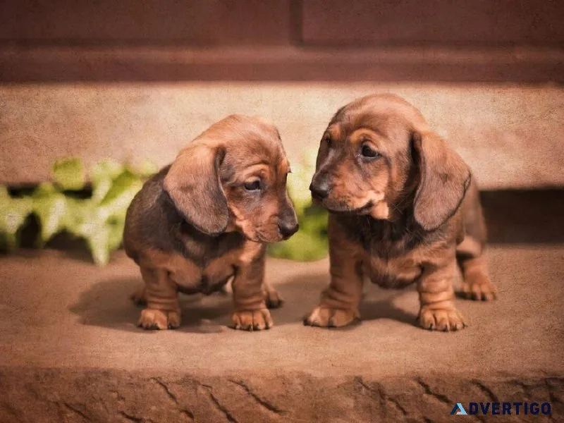 Stardachshunds - Miniature Dachshund Puppies for Sale near Me