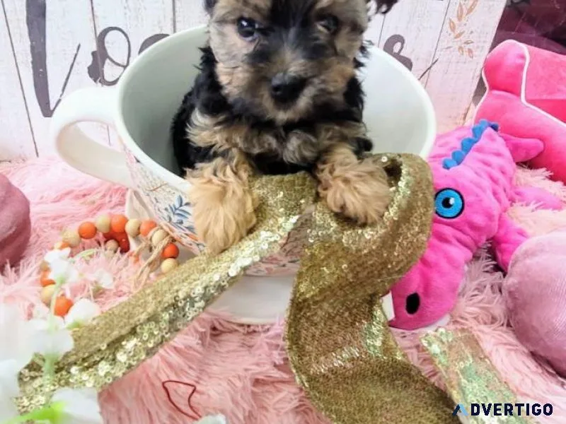 T-Cup Yorkie Puppy For Free