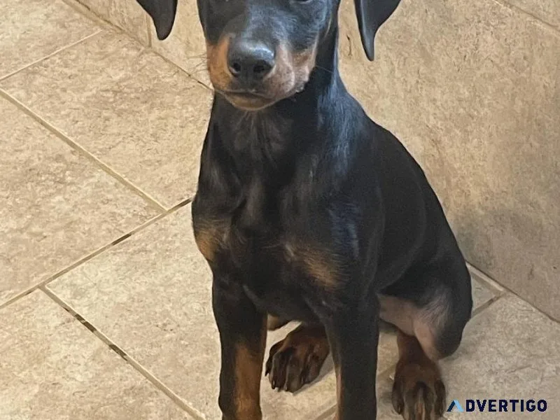 Doberman Puppy- Female