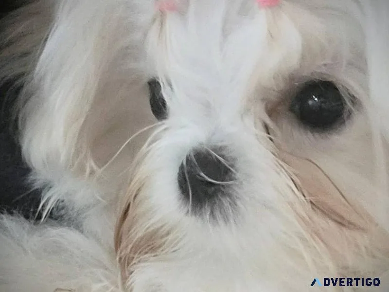 This tiny maltese little girl is STUNNING