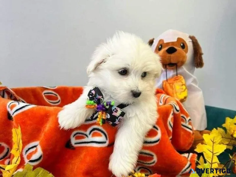 Snow White Maltese babies