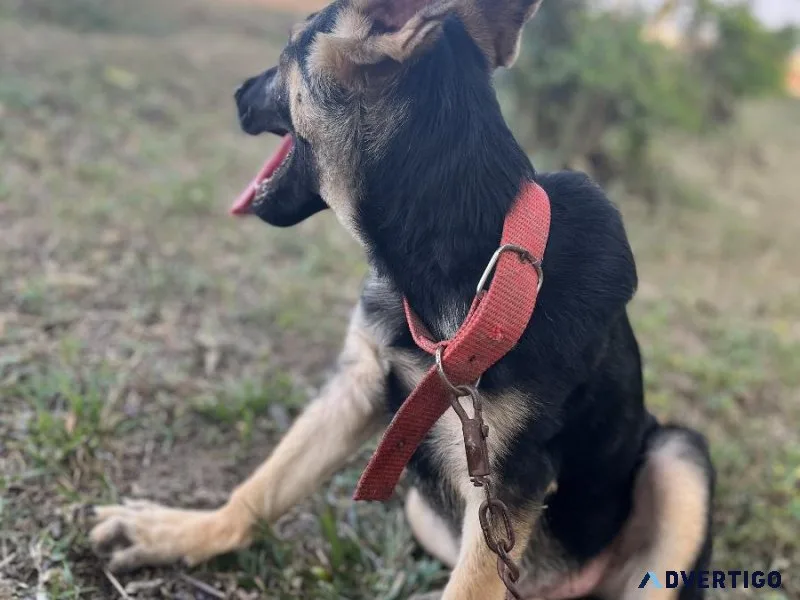 German shepherd