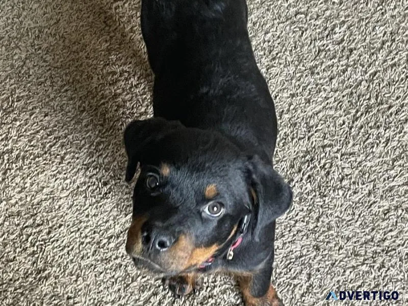 Rottweiler- Male 4 months old