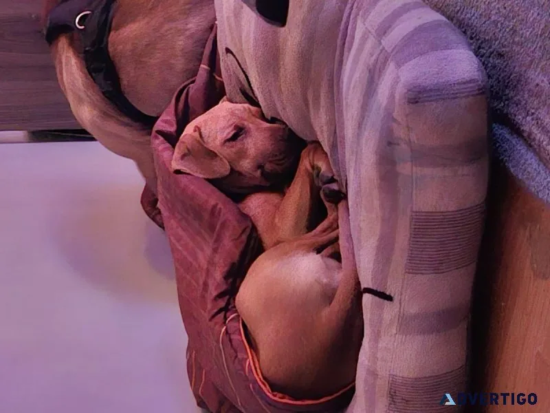 Pitbull puppy female