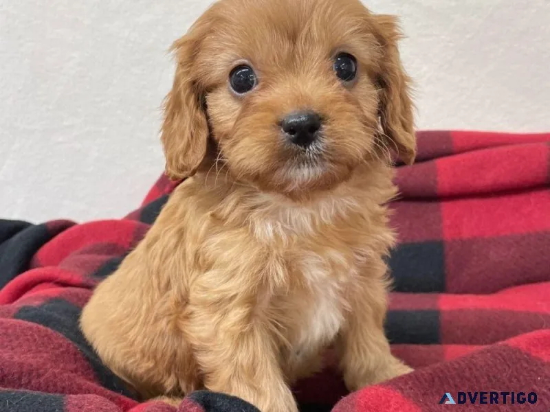 F1 Cavapoo Puppy