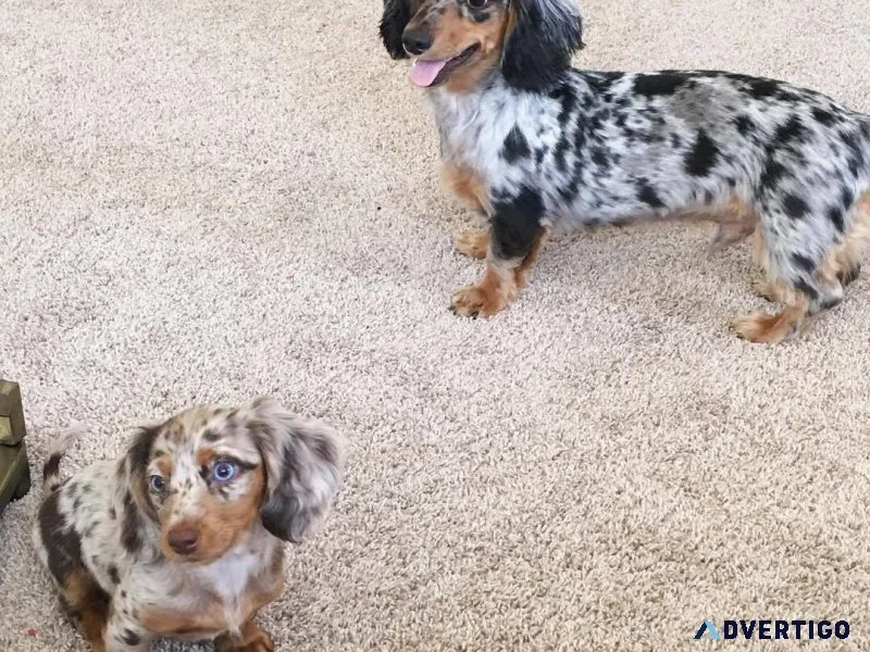 Beautiful Miniature Dachshund Boys ready