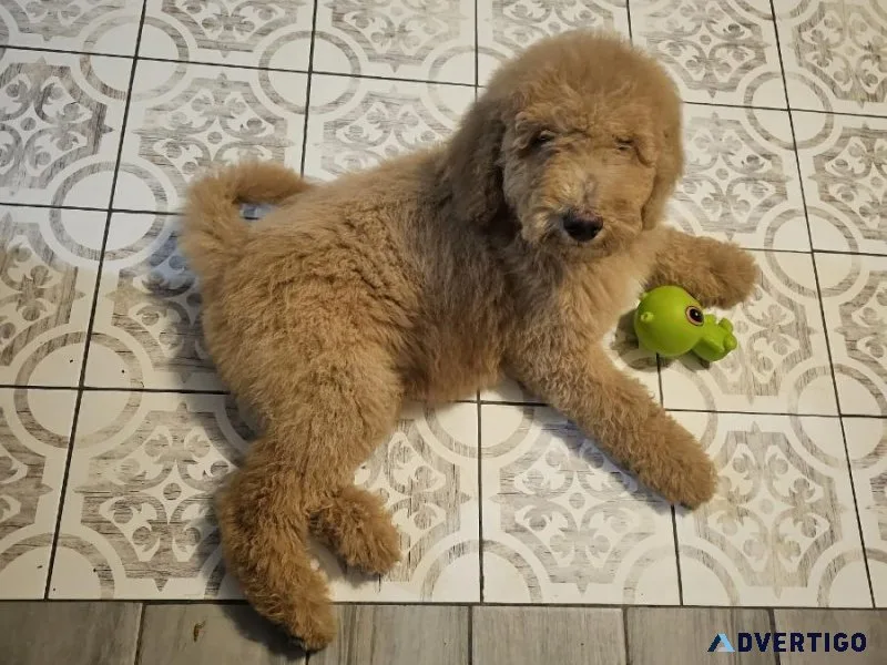 F1BB Goldendoodles for Christmas