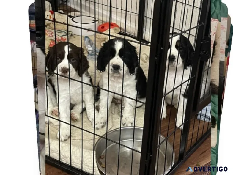 English Springer Spaniels