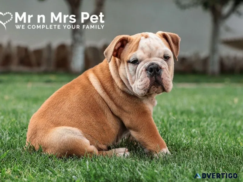 Affordable price dog boarding services in ghaziabad