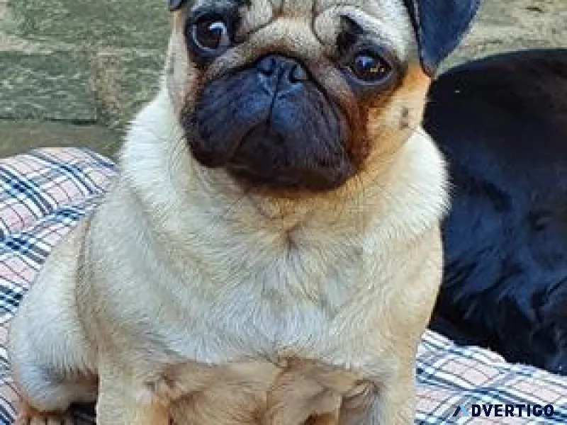 Purebred pug puppies