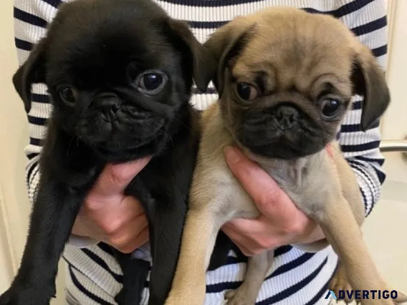 Specially family raised pug puppies