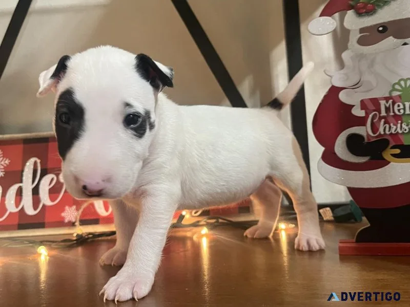 Bull terrier female puppy