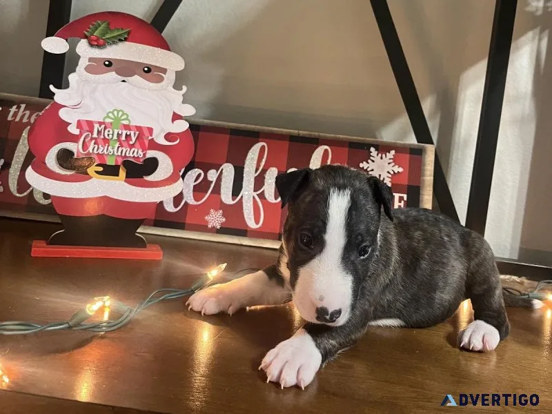 Bull terrier brown male